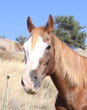 koda adoptable horse