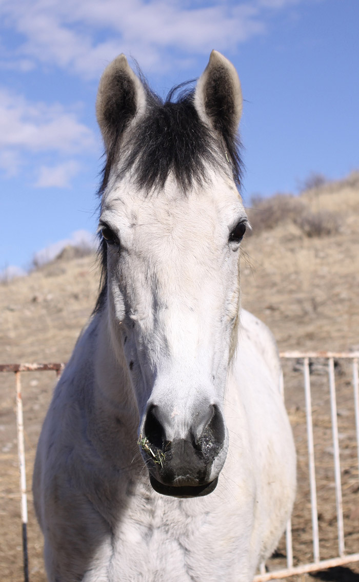 paloma adoptable horse