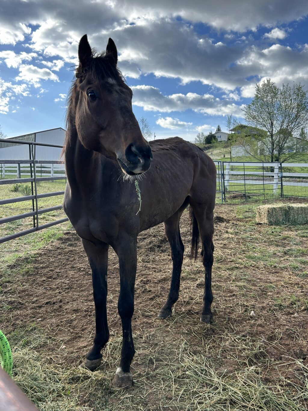 Backstage Bud is a 7 year old OTTB gelding