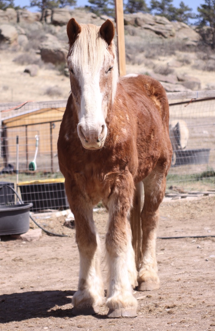 horse rescue in loveland, luke