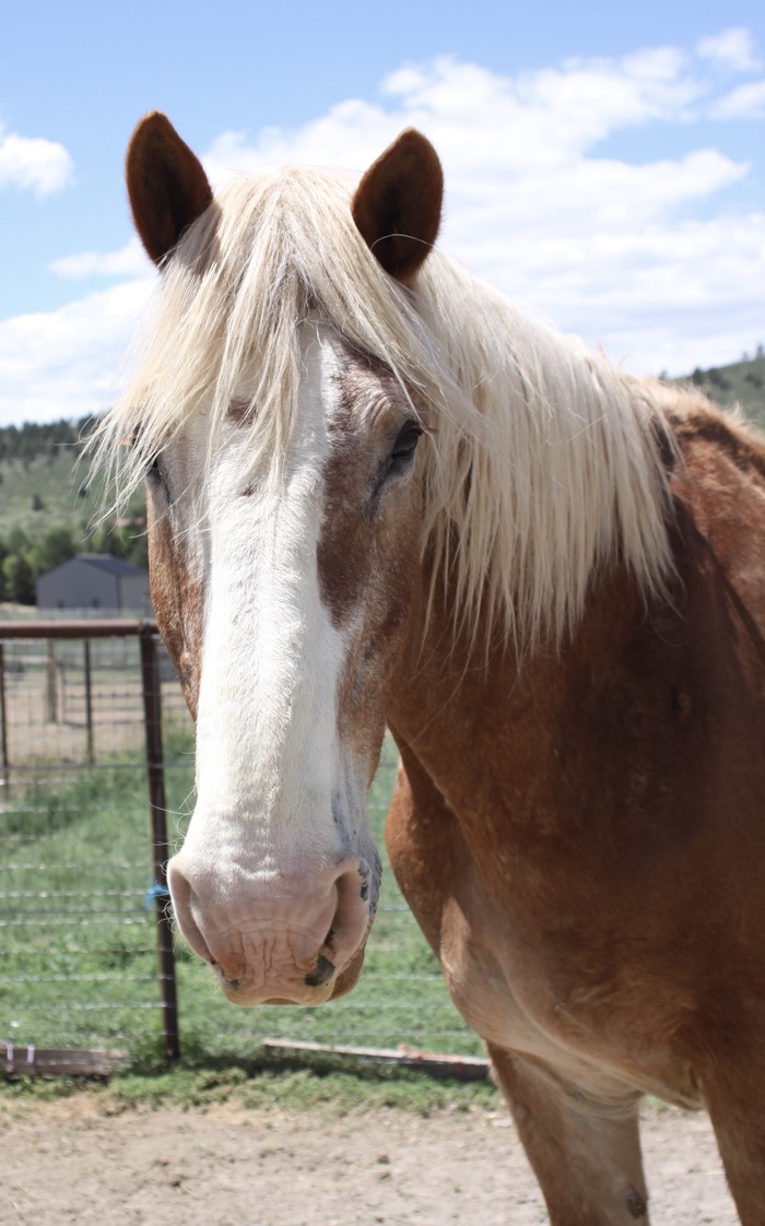 luke, rescue horse