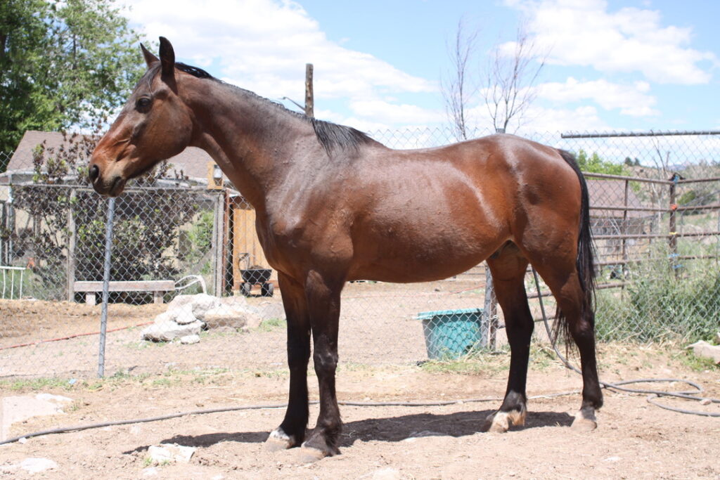 Simon, rescue horse