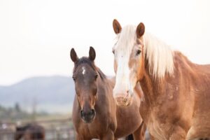 horses saved simon and luke