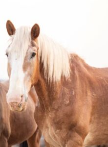 horses saved simon and luke